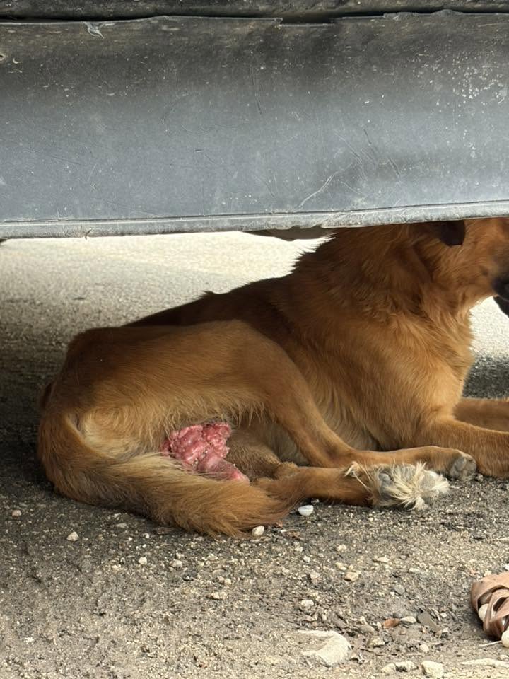 Otro mascota en Mérida