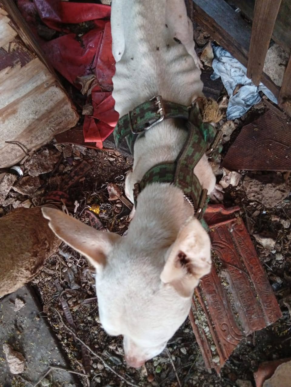 Otro mascota encontrada en Mérida