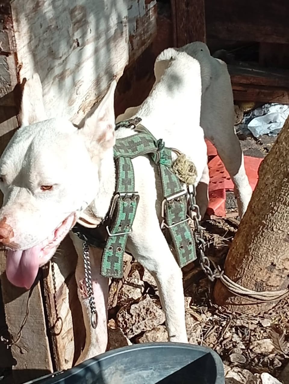 Otro mascota encontrada en Mérida