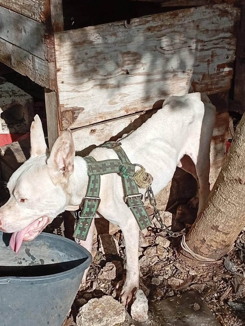 Otro mascota encontrada en Mérida