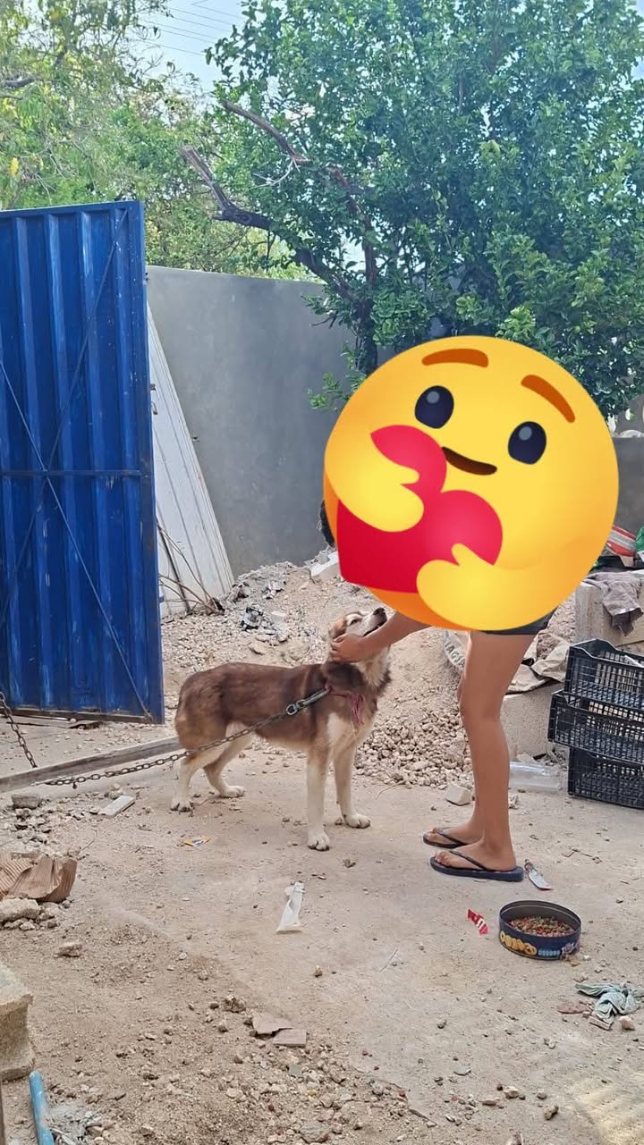 Perro mascota encontrada en Mérida
