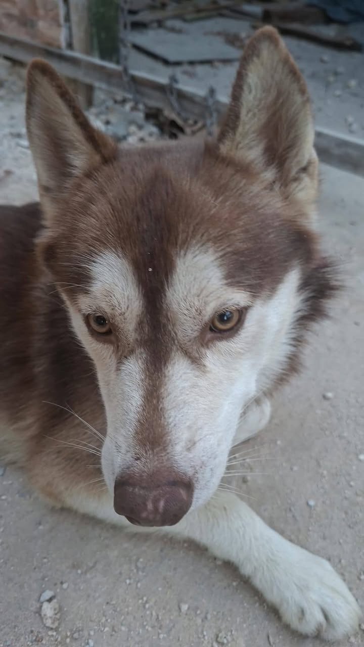Perro mascota encontrada en Mérida