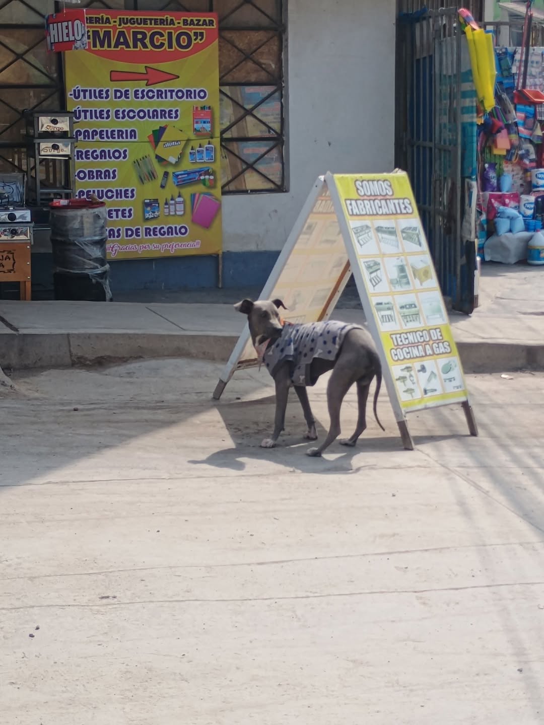 Perro mascota encontrada en Mérida