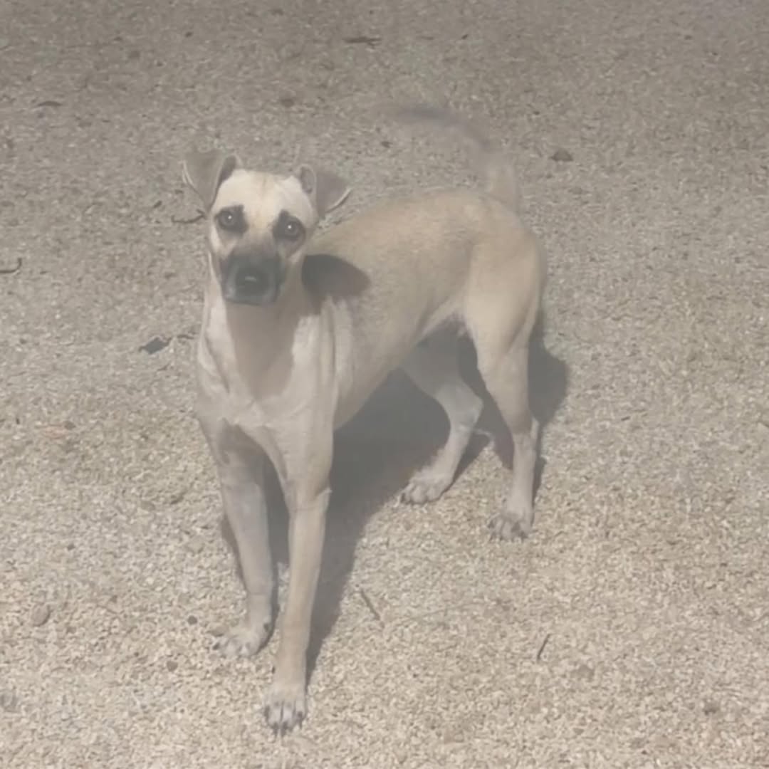 Perro en adopción en Mérida
