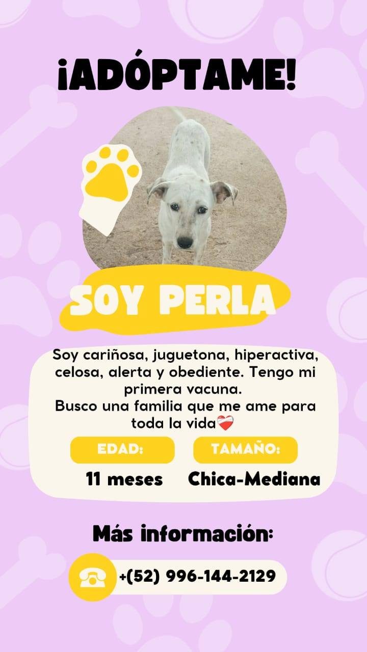 Aviso de adopción de perro hembra blanco llamado Perla
