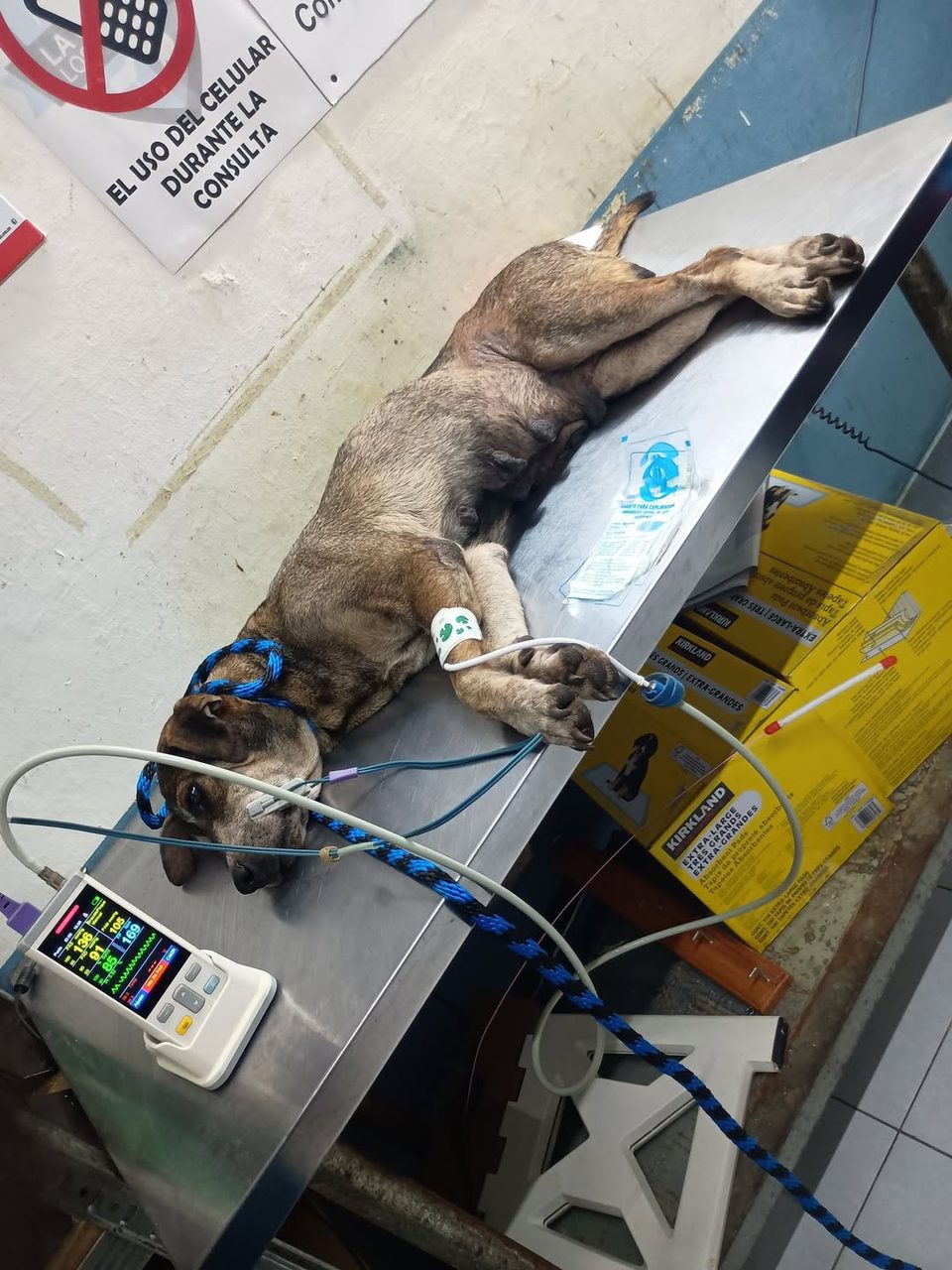 Perro gris acostado sobre mesa de metal en consultorio veterinario, con sonda en el cuerpo.