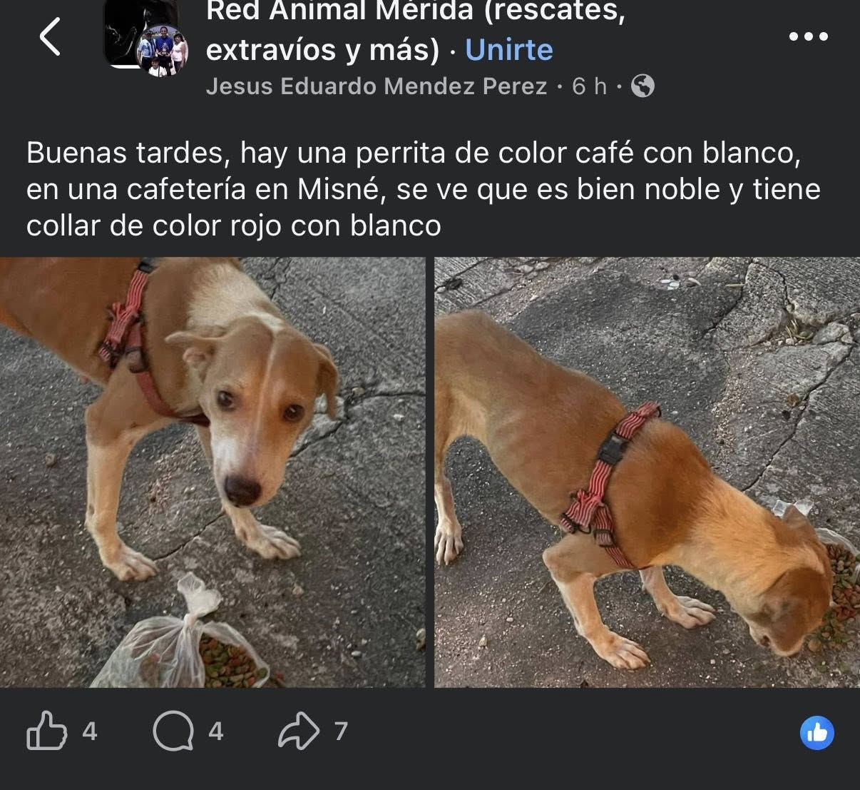Perro mascota perdida en Mérida