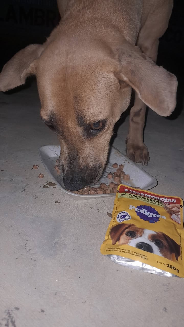 Canela