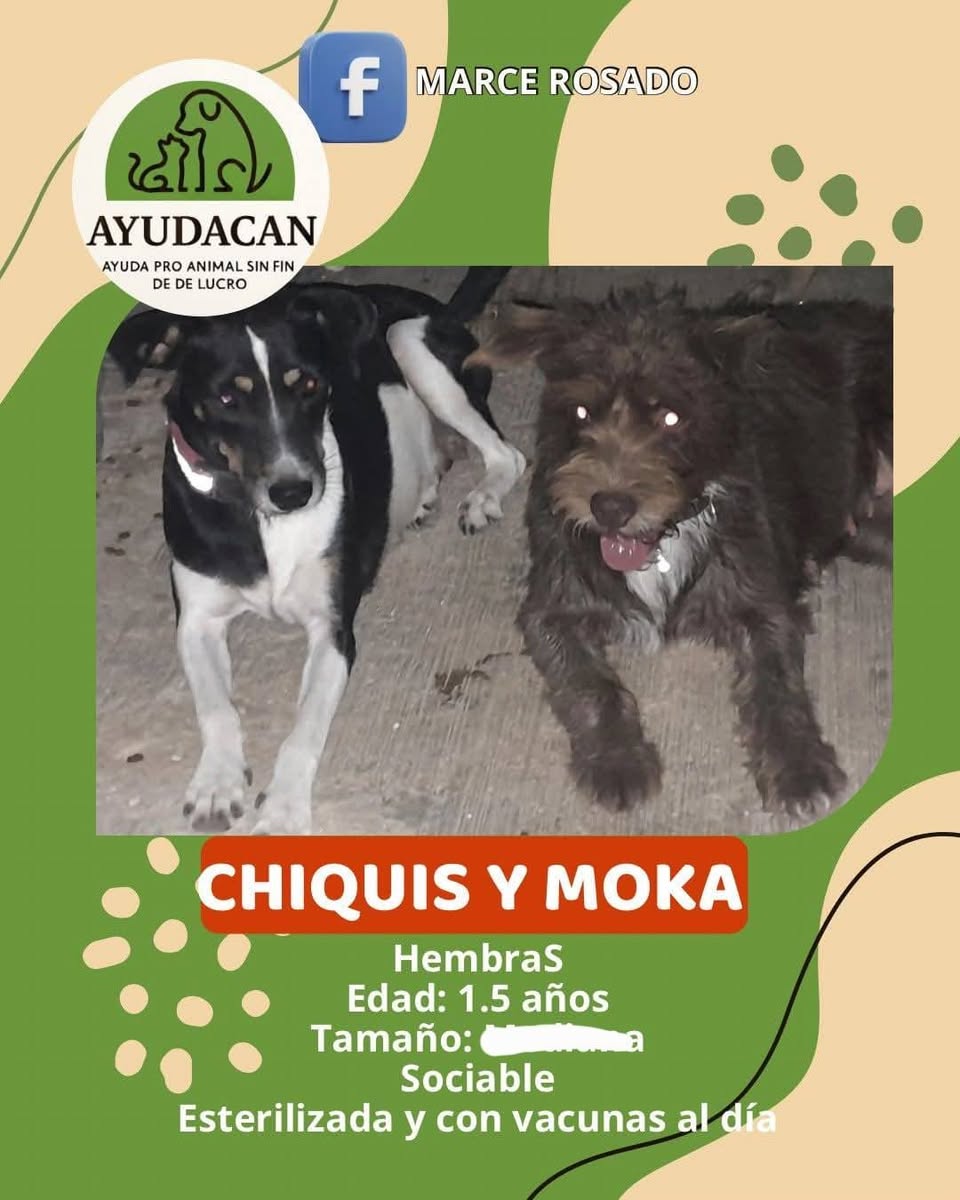 Perro en adopción en Mérida