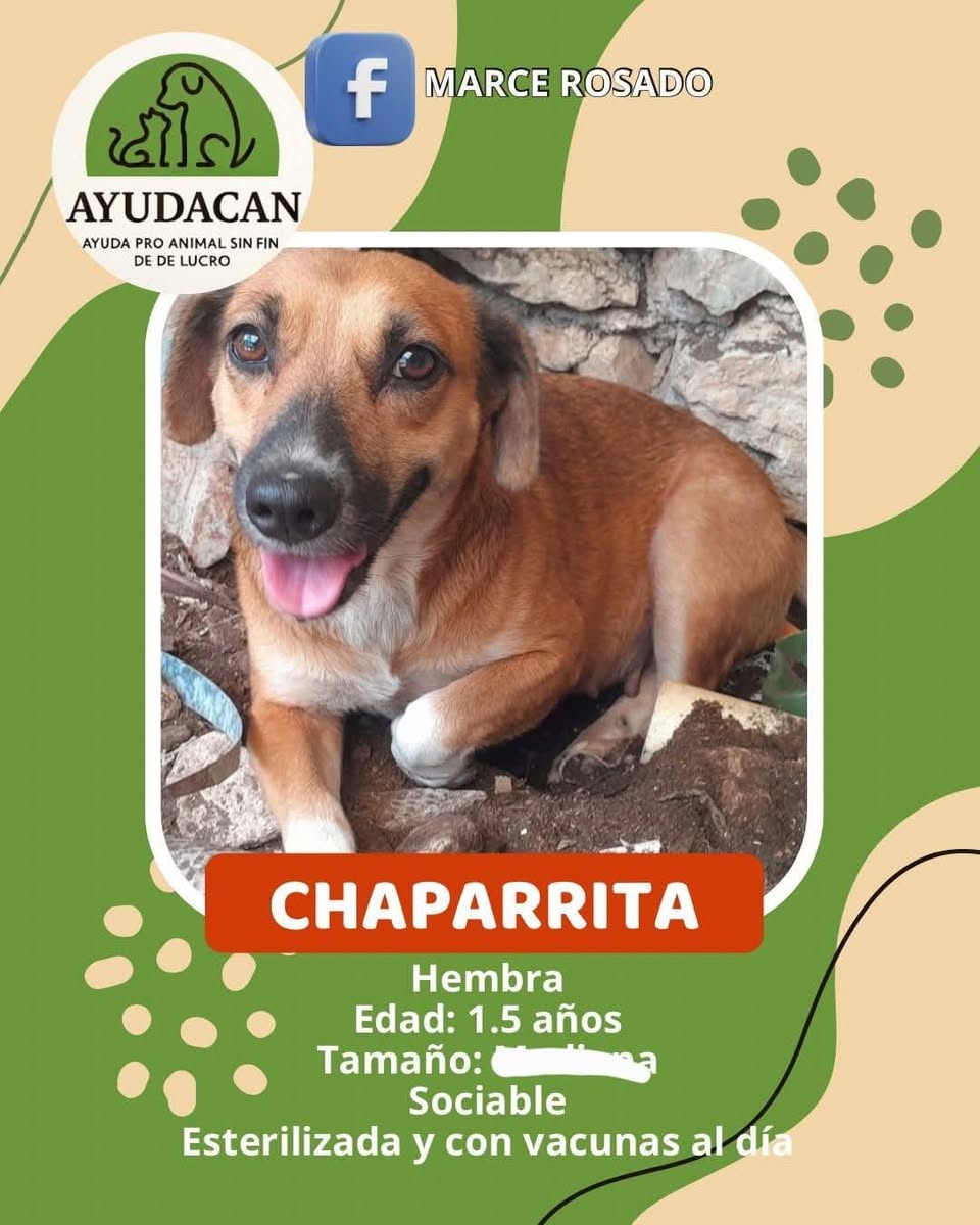 Perro en adopción en Mérida