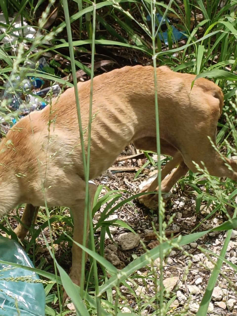 Otro rescate animal en Mérida