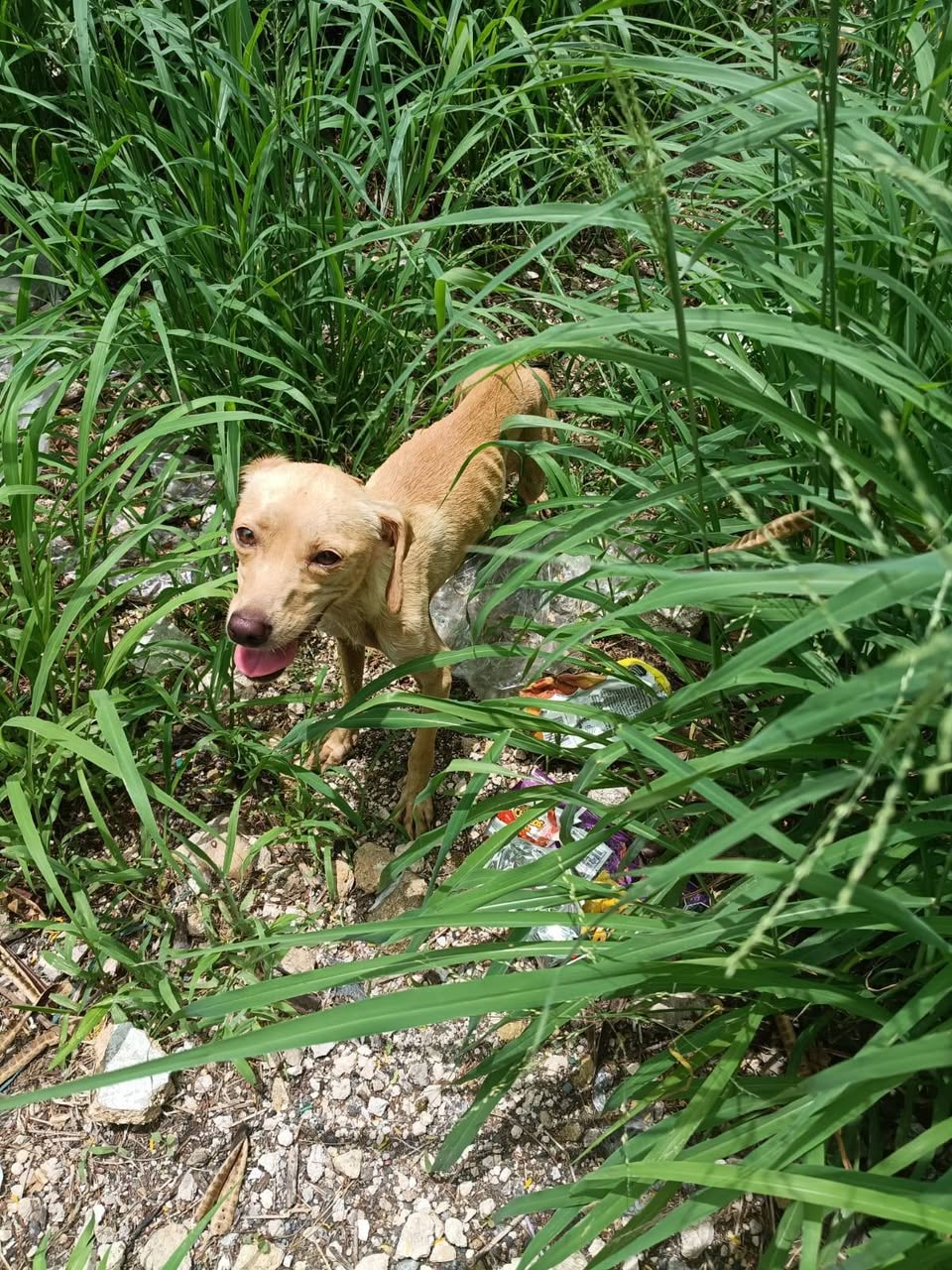 Otro rescate animal en Mérida