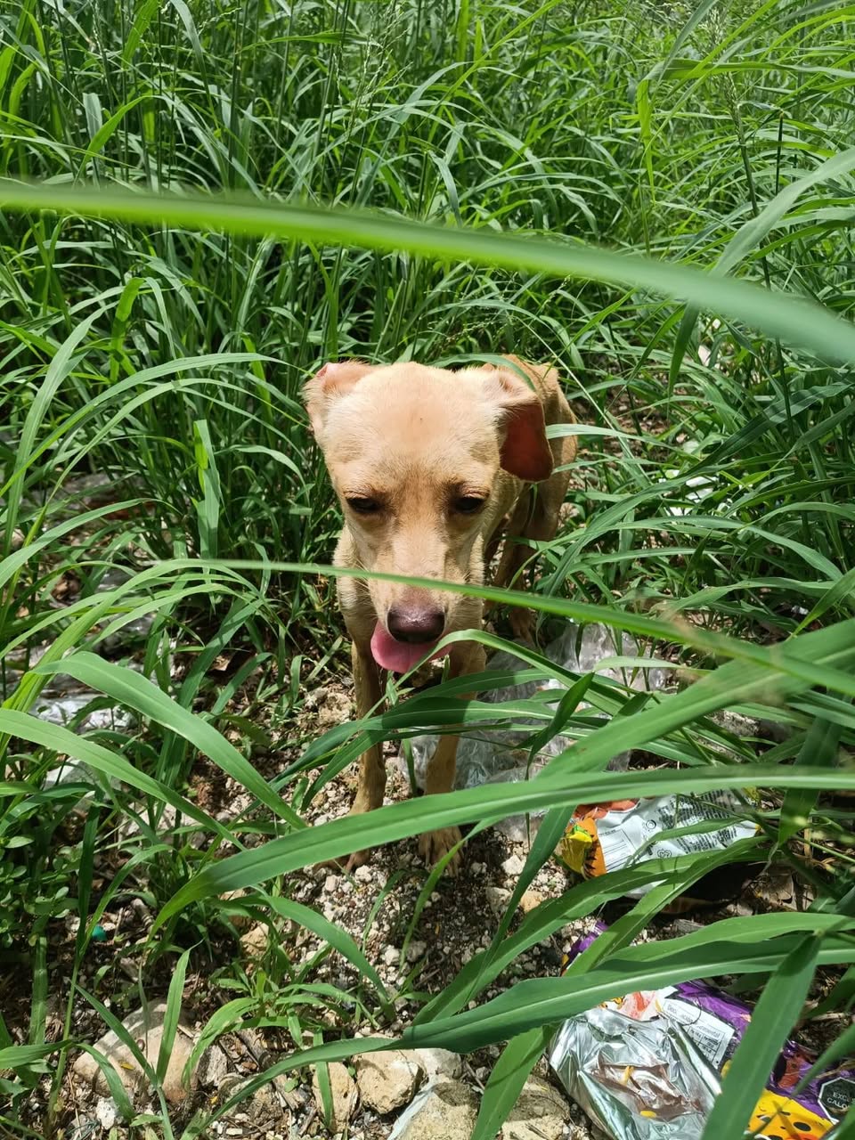 Otro rescate animal en Mérida