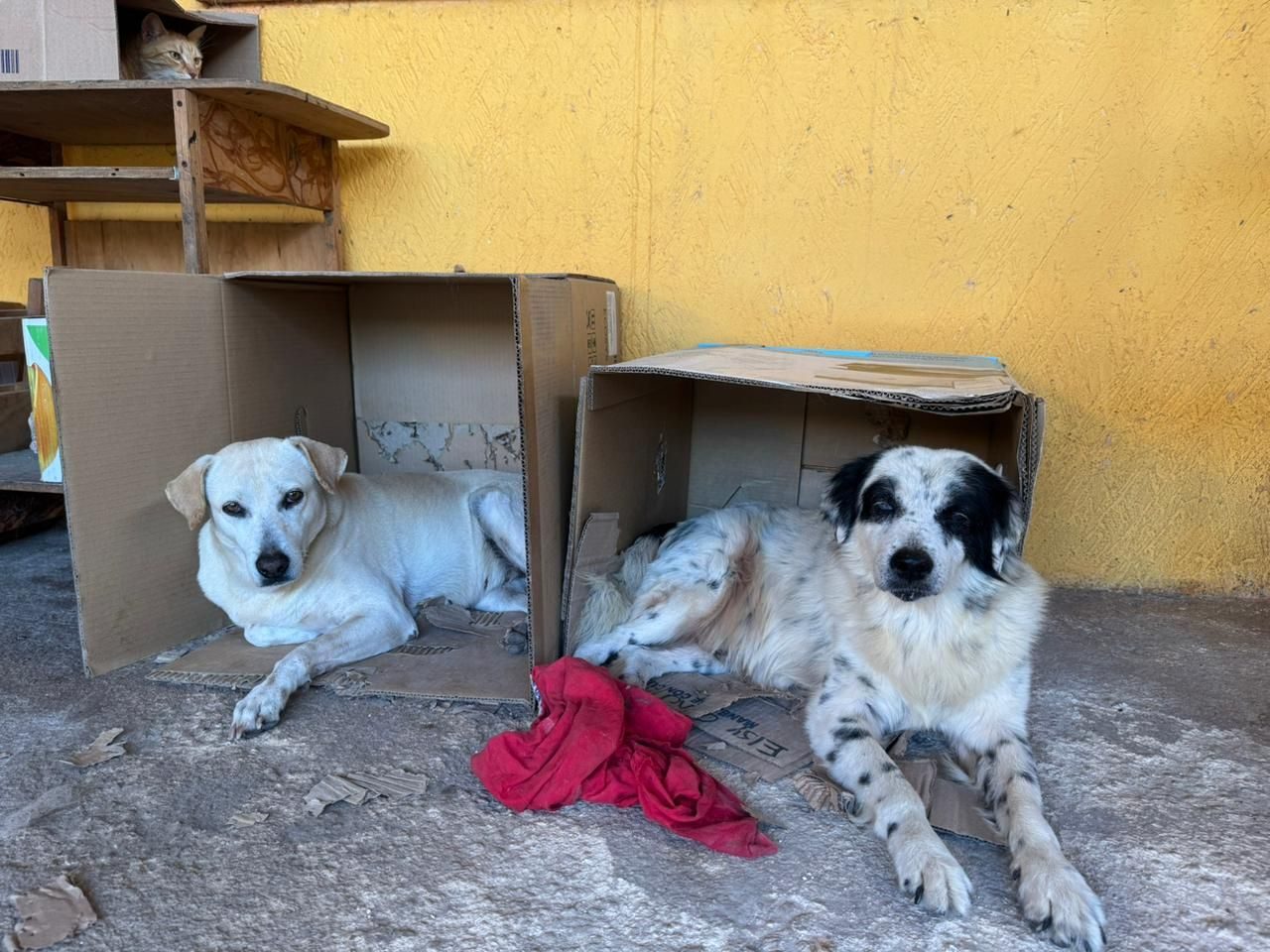 Dos perros blancos adultos acostados en cajas de cartón frente a pared amarilla. Animales de mediano tamaño descansando con trapo rojo entre ellos.