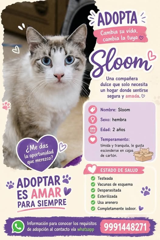 Sloom