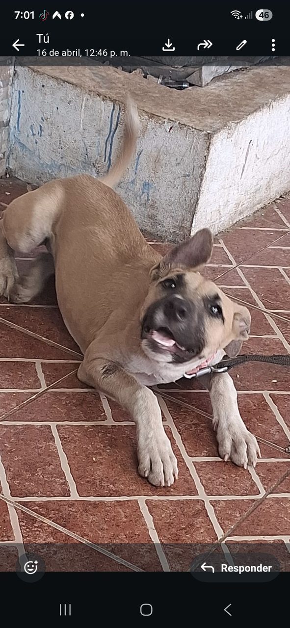 Imagen con fotos de dos personas identificadas y texto crítico sobre decisión judicial respecto a albergue de animales.