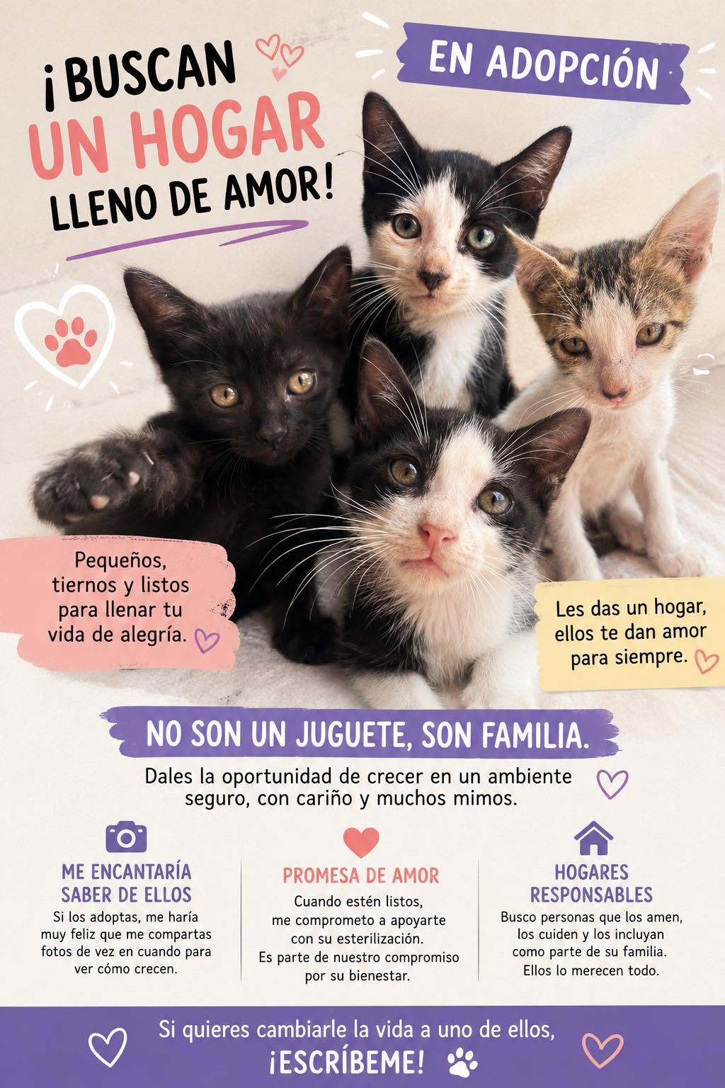 Gato en adopción en Mérida