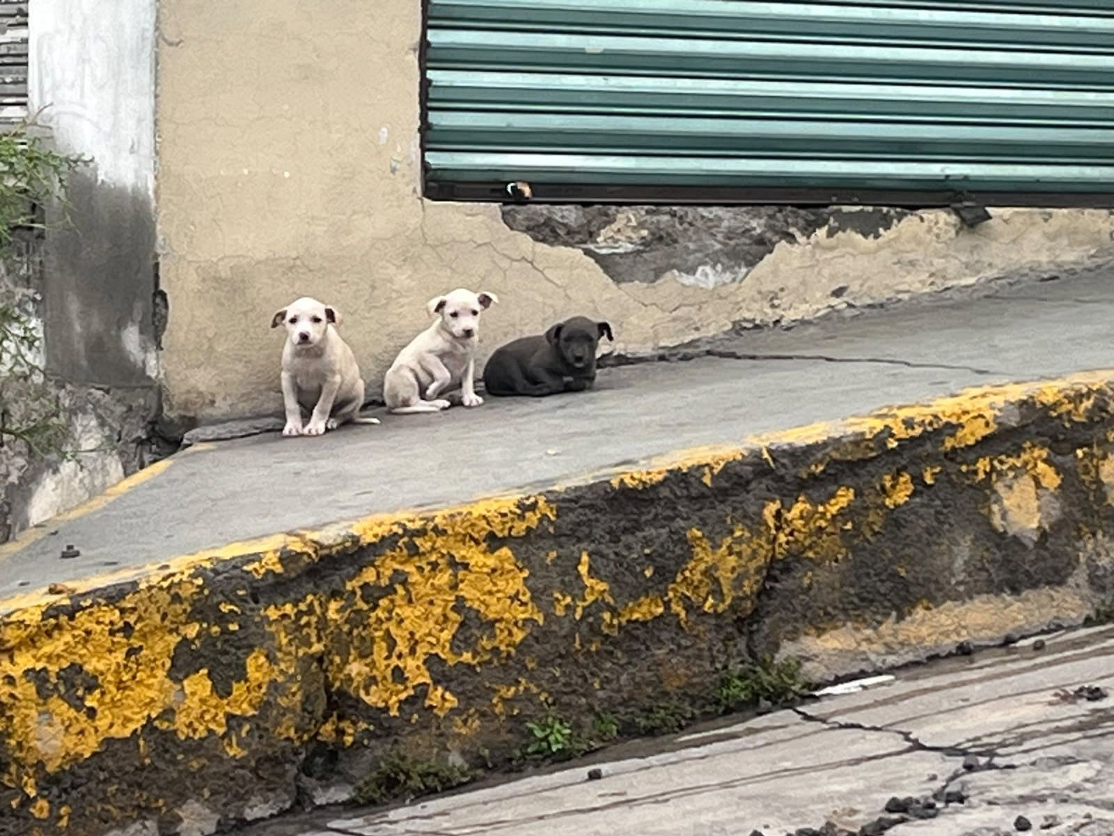 Perro en adopción en Mérida