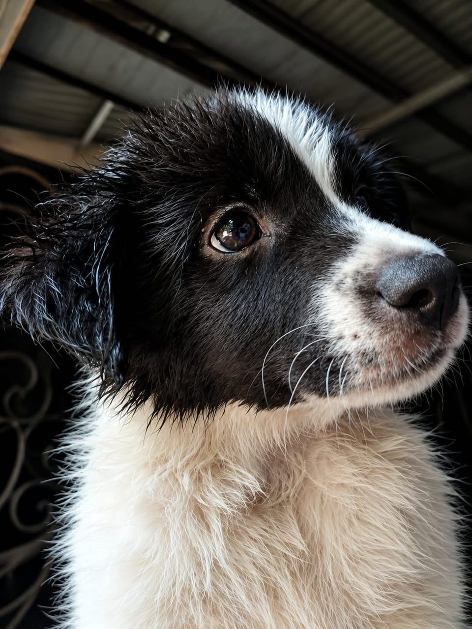 Mascota