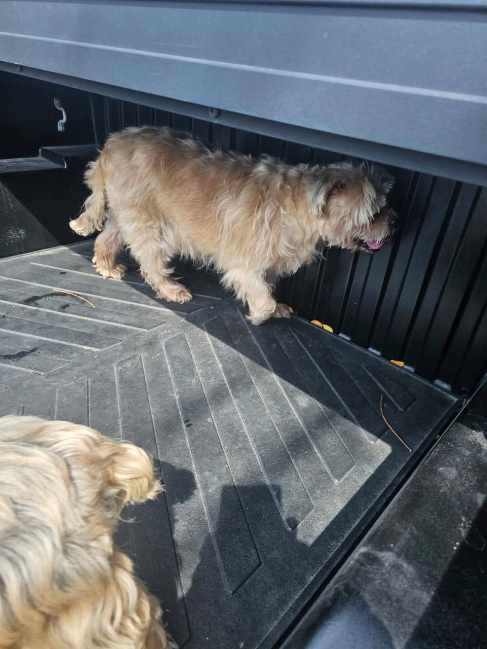 Perro de raza pequeña color crema en cajuela de vehículo. Animal de tamaño mediano en transporte con capa de pelaje larga.