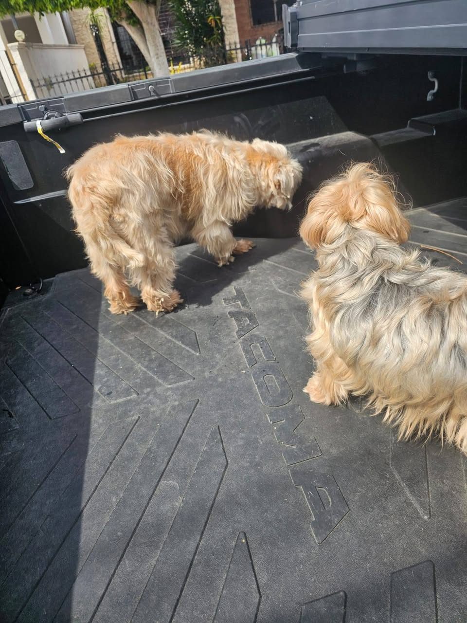 Perro mascota encontrada en Mérida