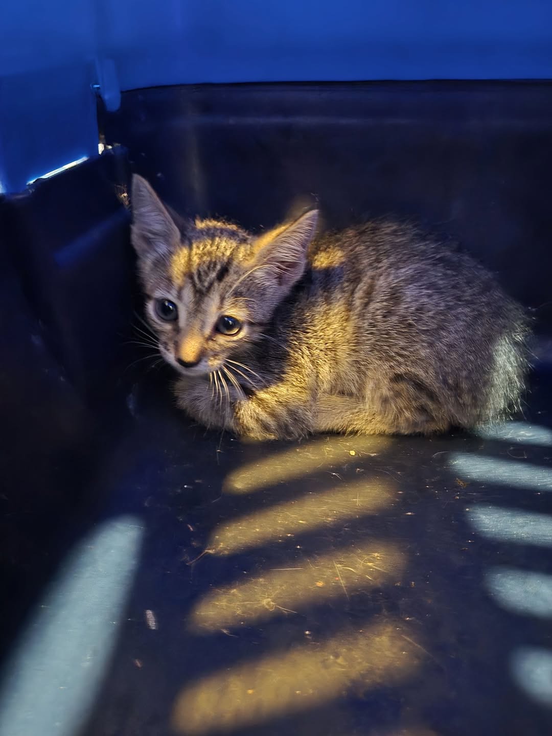 Gato mascota encontrada en Mérida