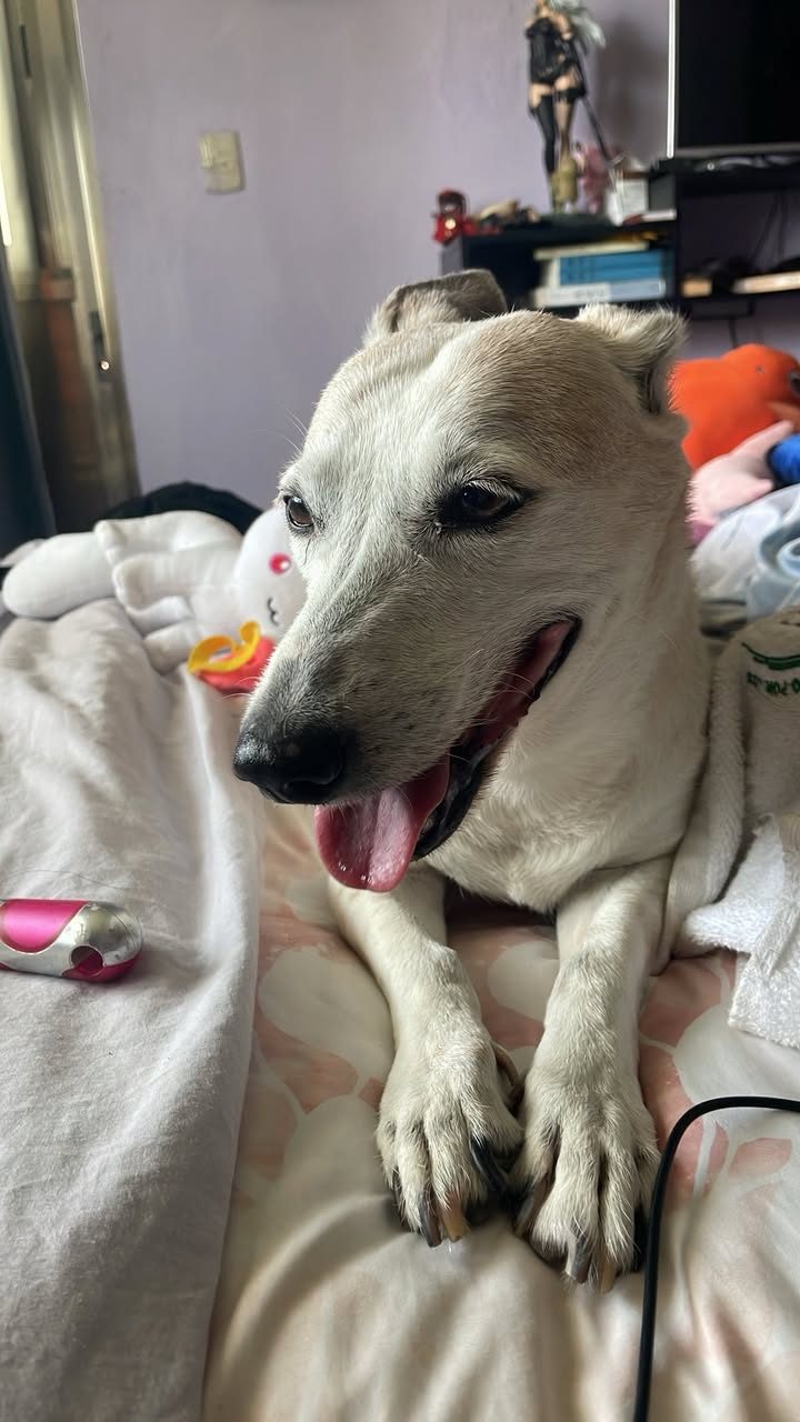 Retrato de perro blanco con lengua de fuera descansando en una cama o sofá.