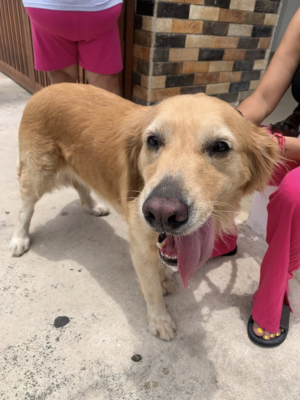 Perro mascota encontrada en Mérida