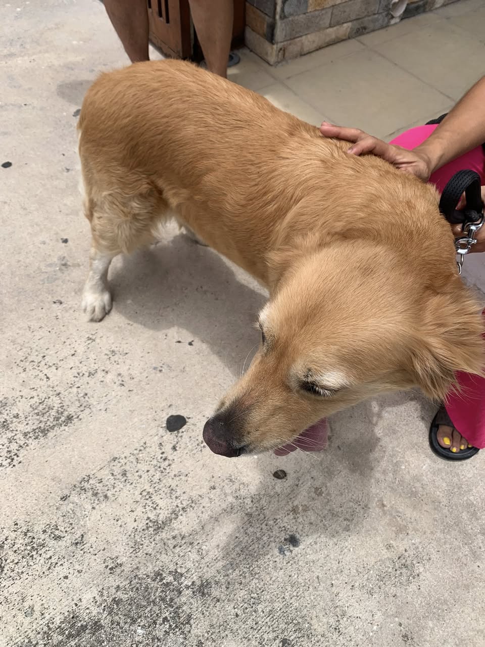 Perro mascota encontrada en Mérida