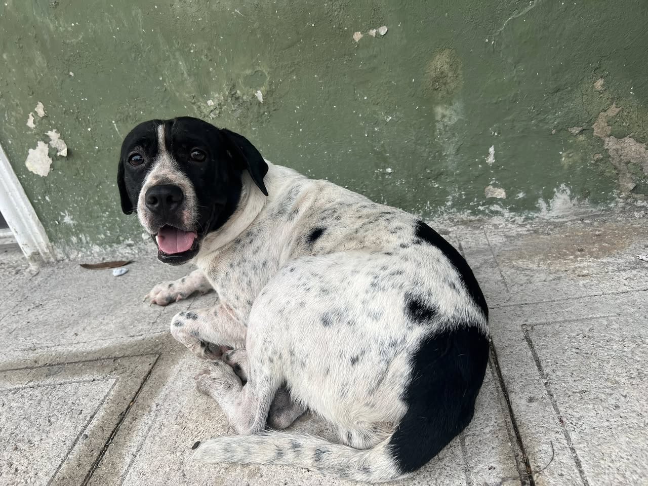 Perro mascota encontrada en Mérida