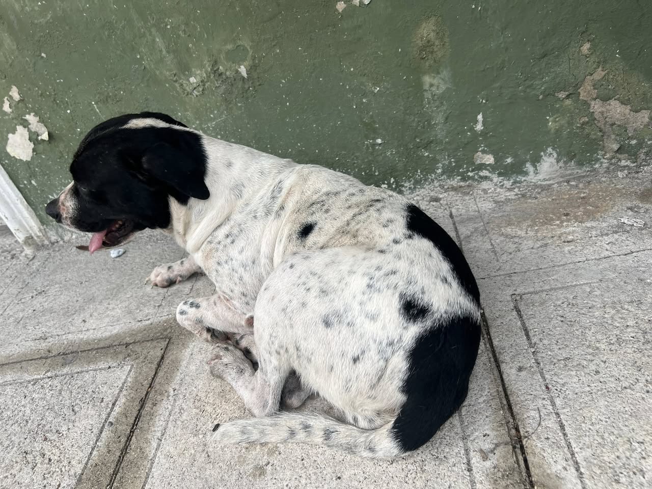 Perro mascota encontrada en Mérida