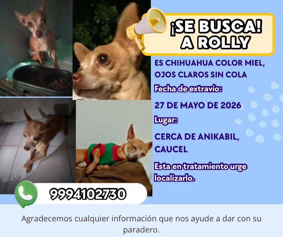 Rolly