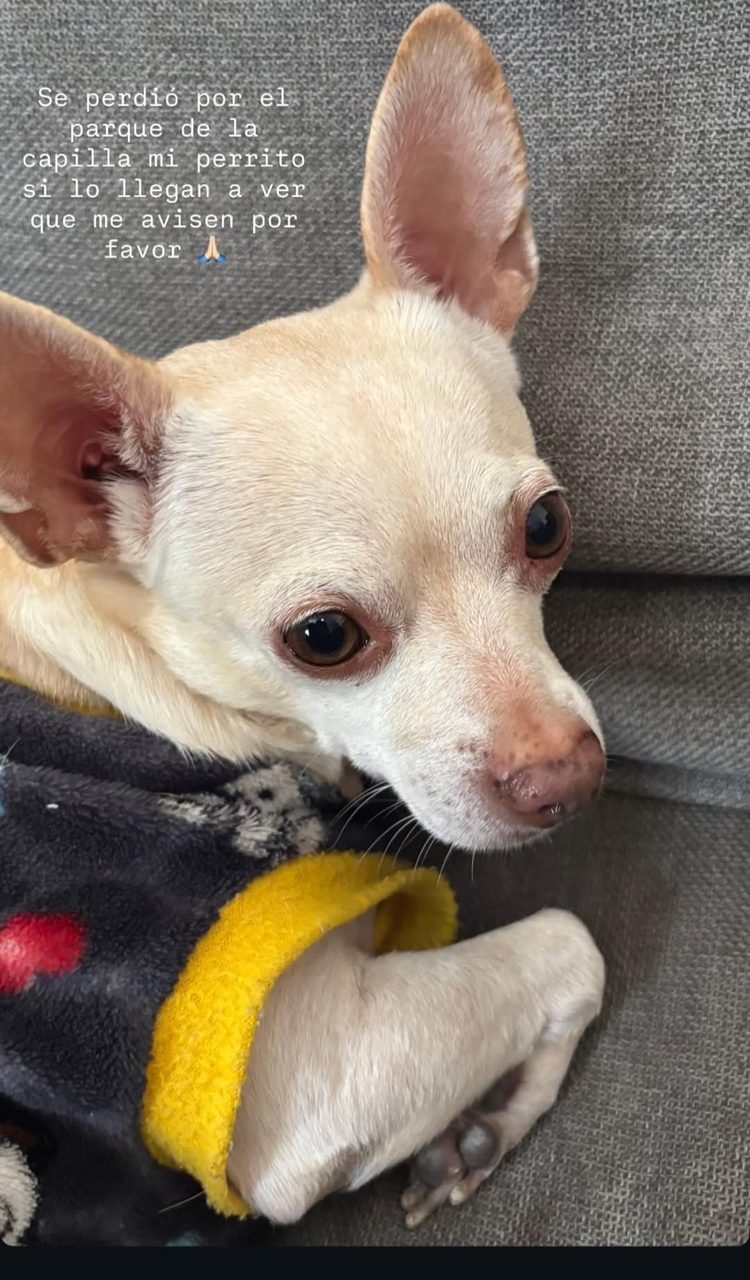 Publicación sobre perro extraviado blanco y canela con collar amarillo. Llamado a búsqueda de mascota perdida.