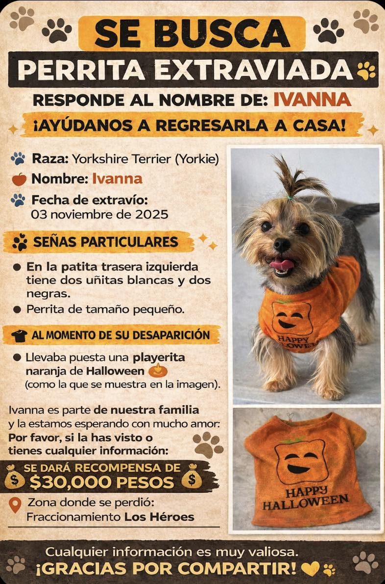 Aviso de búsqueda de mascota extraviada (Yorkshire Terrier). Incluye foto de Ivanna con playera de Halloween naranja.