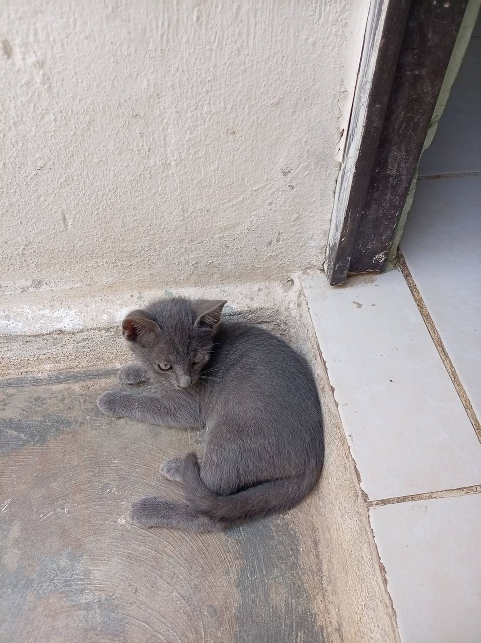 Gatito gris oscuro sentado en piso junto a puerta, aspecto asustado o introvertido.