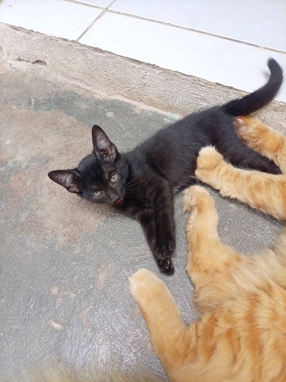 Gato en adopción en Mérida