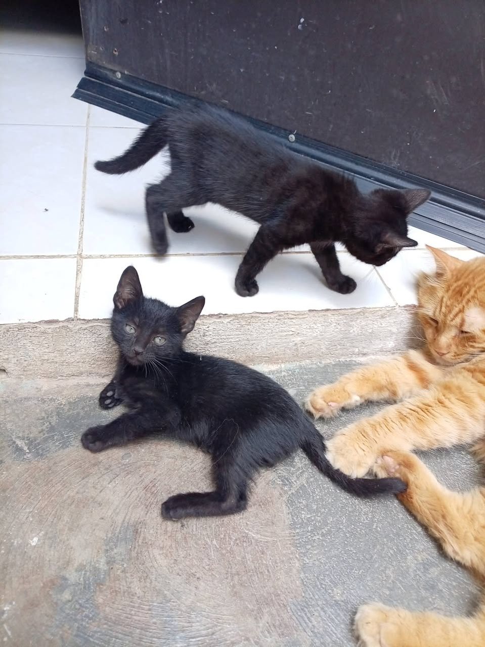 Gato en adopción en Mérida