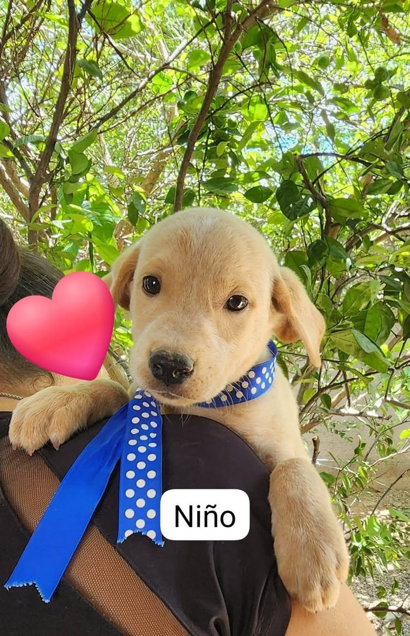 Labrador amarillo claro sostenido por persona al aire libre, con bandana azul.