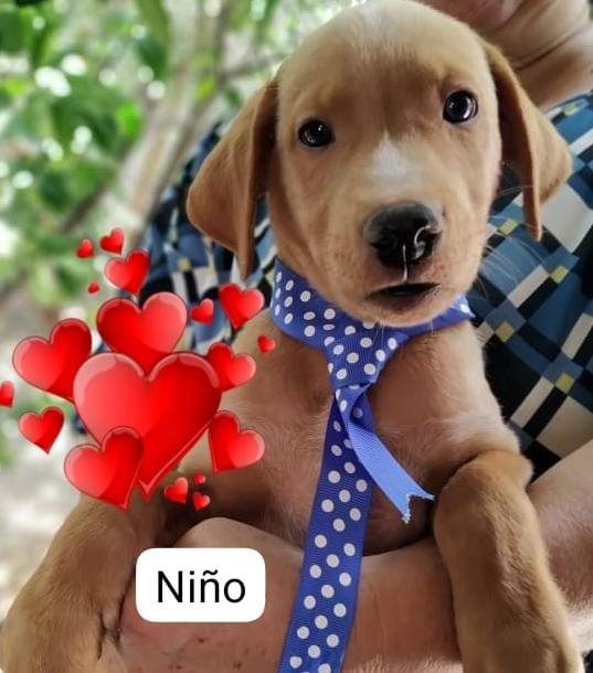 Otro en adopción en Mérida