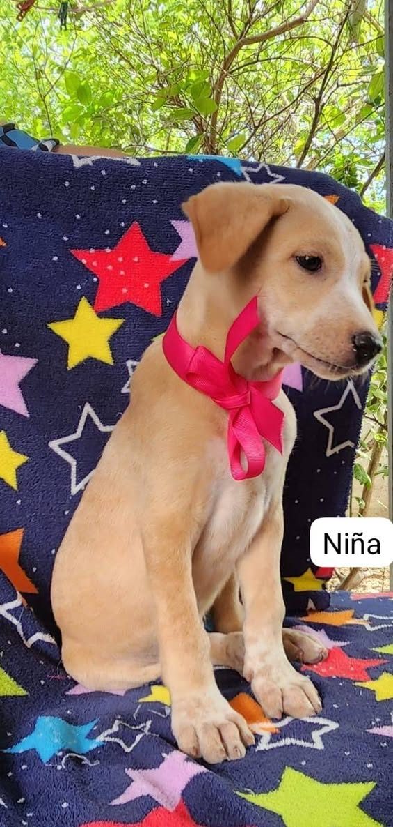 Otro en adopción en Mérida