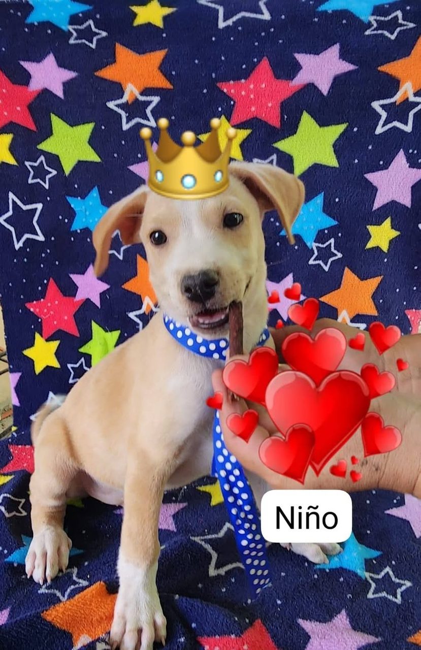 Otro en adopción en Mérida