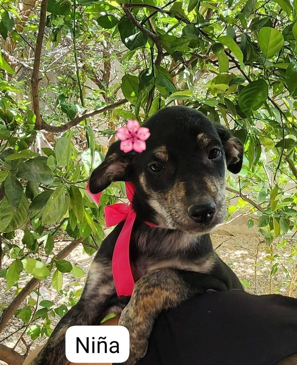 Otro en adopción en Mérida