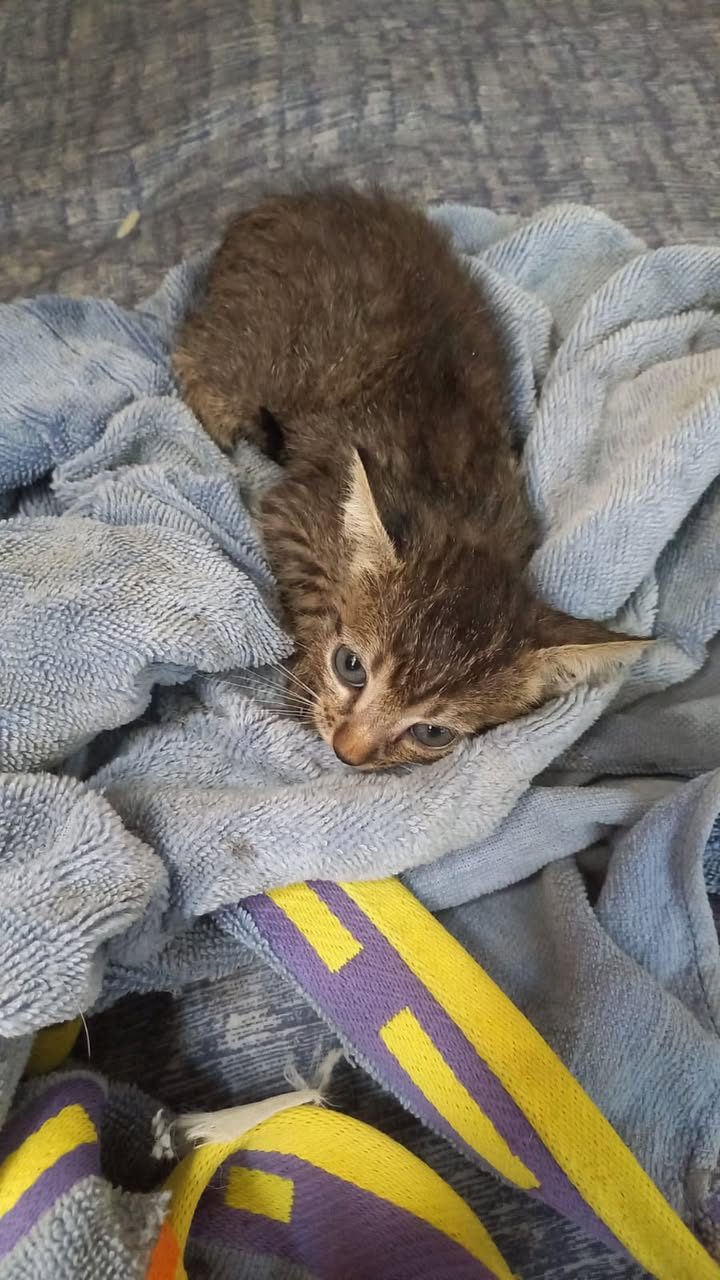 Gatito marrón acostado en toallas grises con adornos de colores vivos.