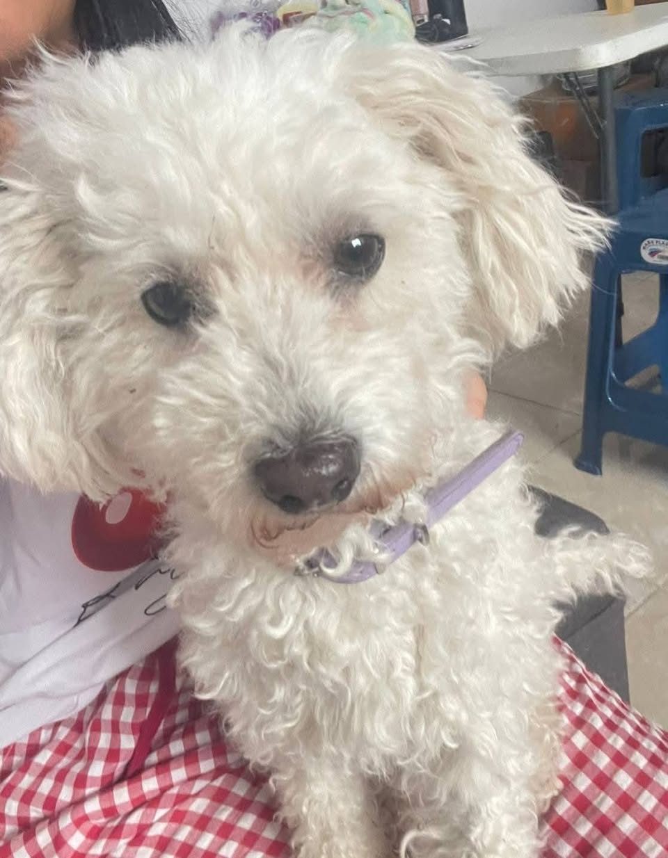 Perro blanco de raza pequeña con collar púrpura sentado mirando a cámara.