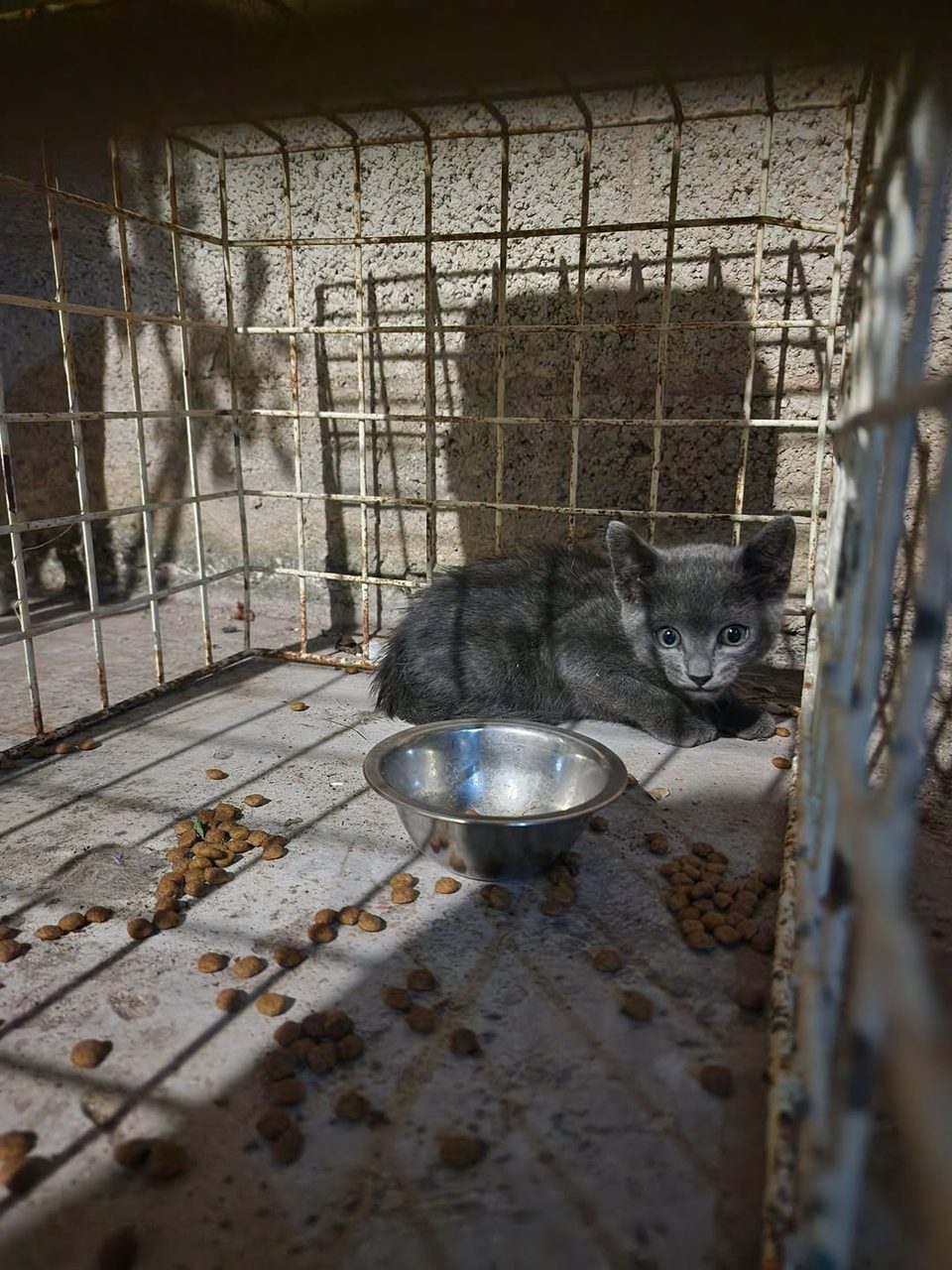 Gatito gris oscuro en jaula con tazón metálico. Animal pequeño en recinto cerrado con comida disponible.