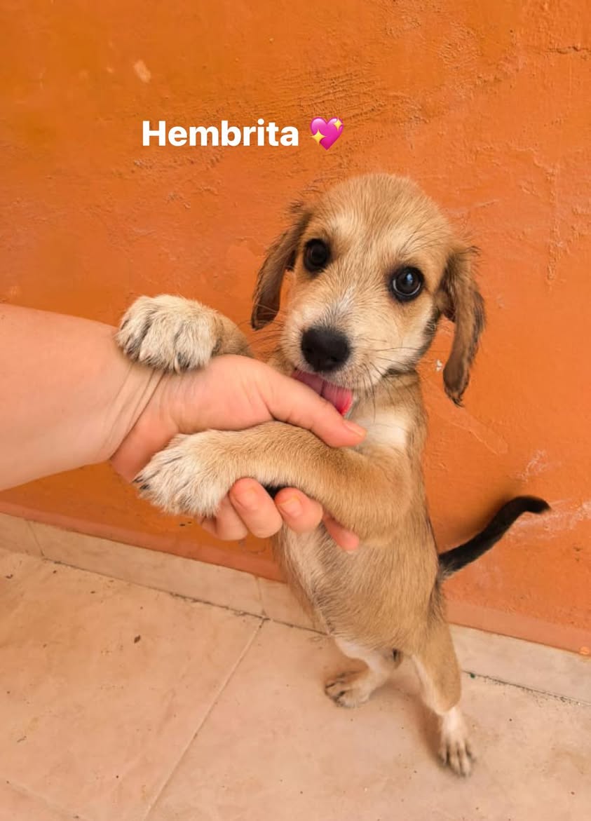 Perro en adopción en Mérida