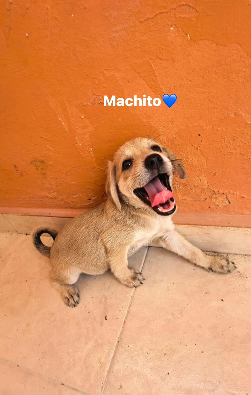 Perro en adopción en Mérida