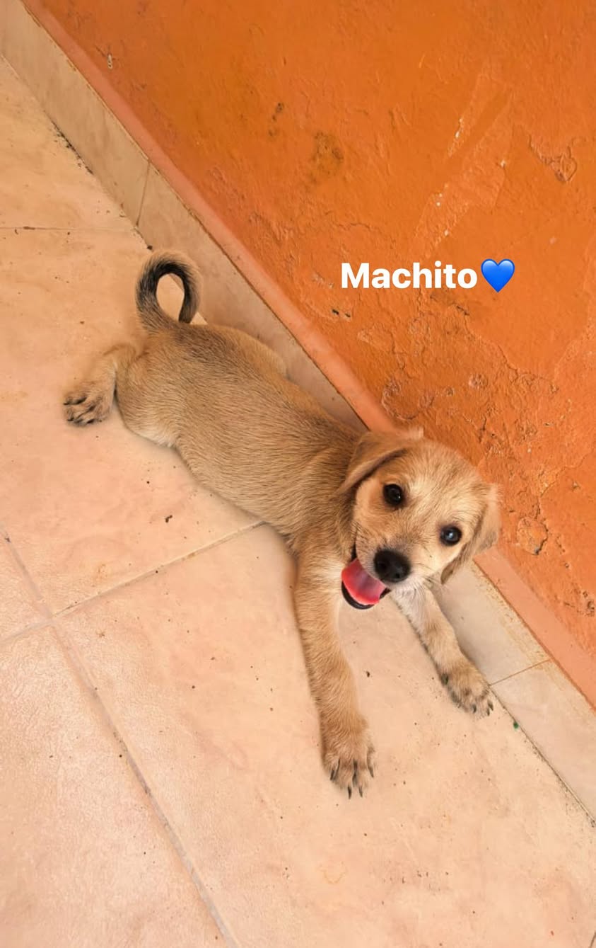 Perro en adopción en Mérida
