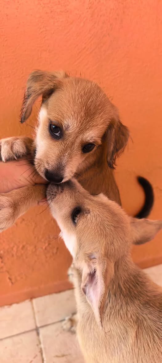Perro en adopción en Mérida