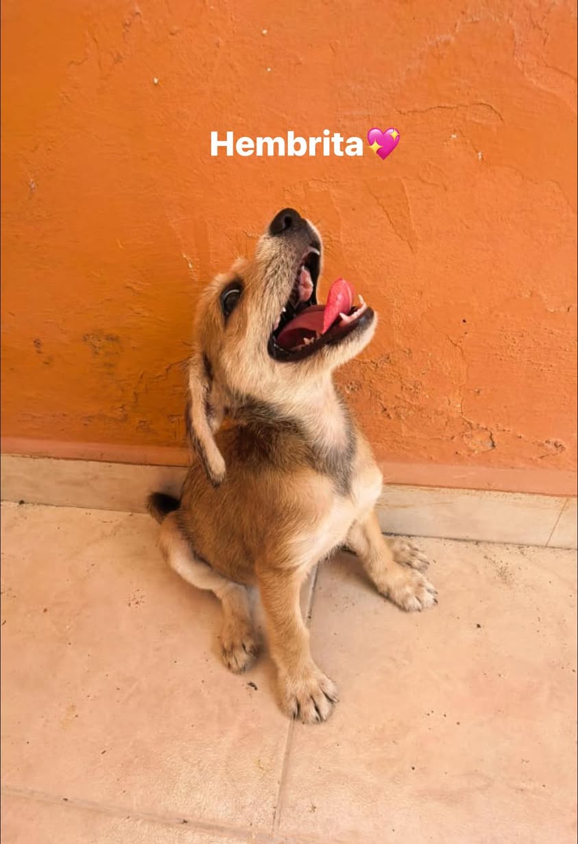 Perro en adopción en Mérida